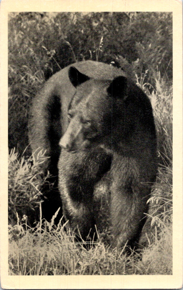 Vintage Postcard Black Bear Standing In Grassy Field Wildlife Scene