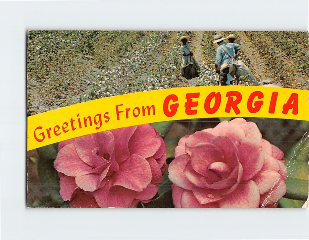 Postcard Camellia Flower & Cotton Fields Greetings from Georgia USA