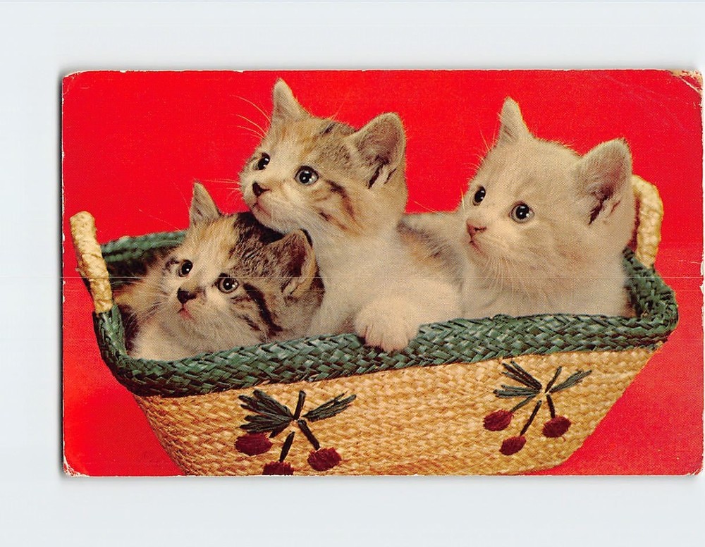 Postcard Three Cute Kittens in a Basket