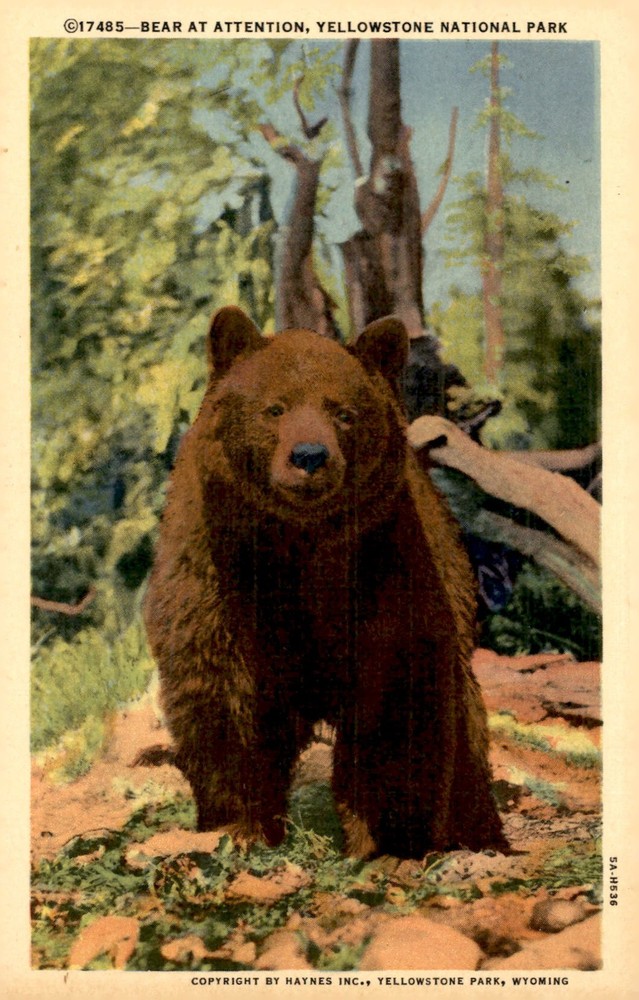 Bear at Attention, Yellowstone National Park Postcard