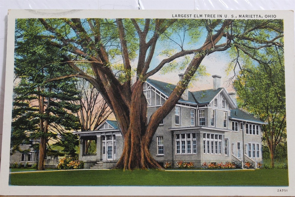 Ohio OH Marietta Largest Elm Tree Postcard Old Vintage Card View Standard Postal