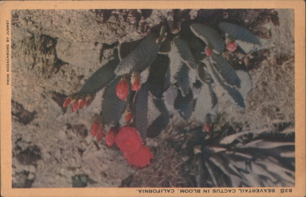 JUSMET Beavertail Cactus Bloom, California, CA Original Vintage Postcard