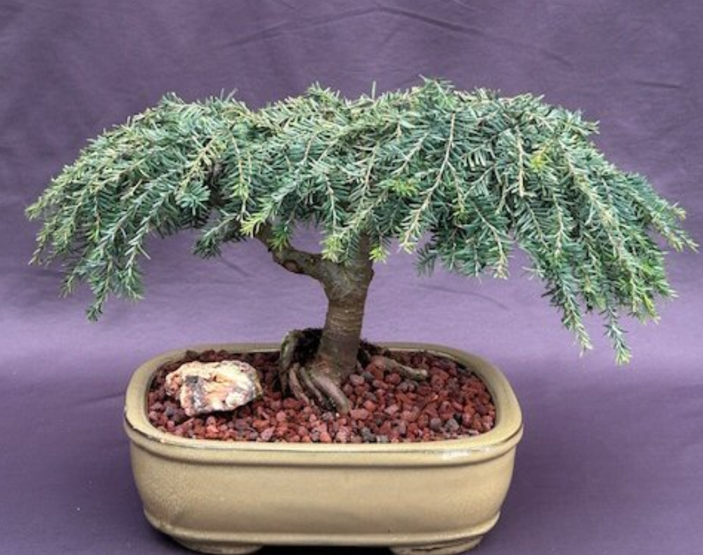 Hemlock Bonsai Tree Live Outdoor Dwarf Weeping Tsuga Canadensis 13