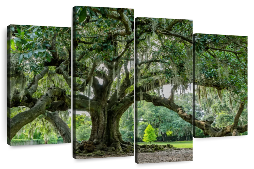 Audubon Park Oak Tree Wall Art