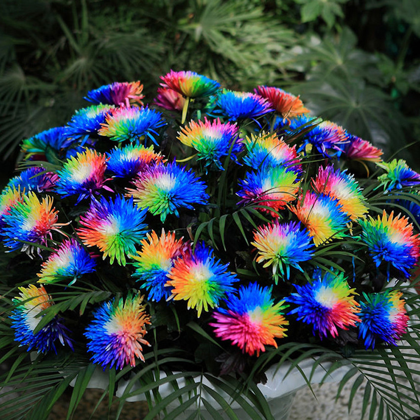 Rare Multi-Colors Rainbow Rose Flower Seeds Home Garden Plant 100Pcs