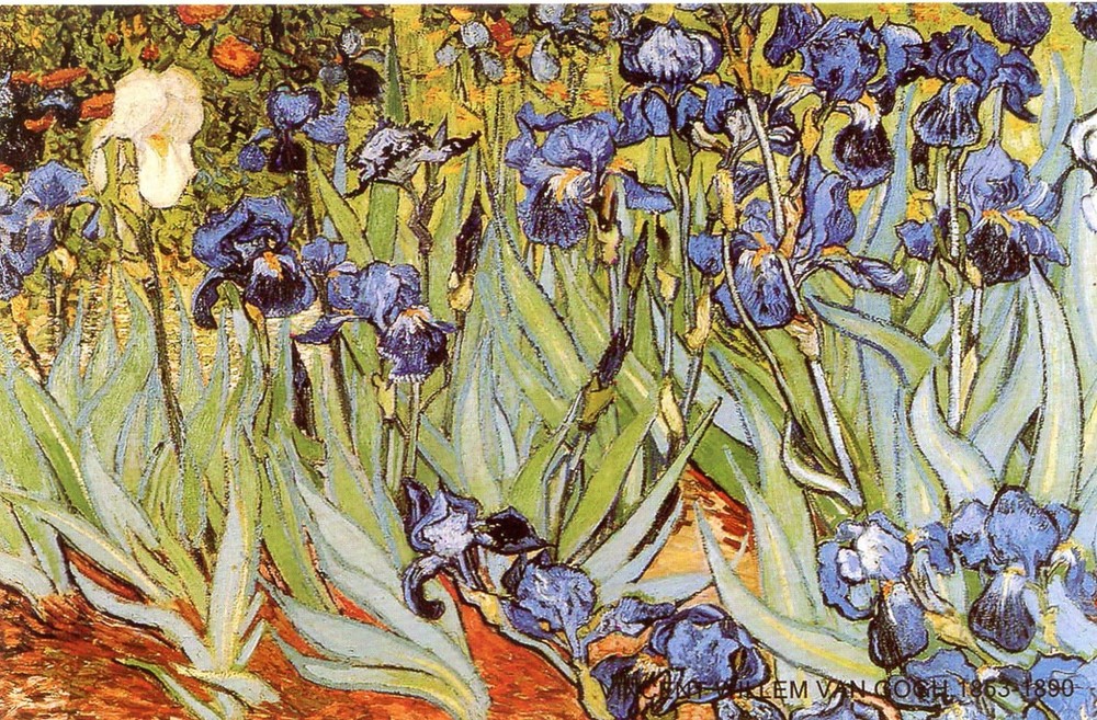 Irises, Vincent van Gogh (Dutch, 1853-1890) --New POSTCARD