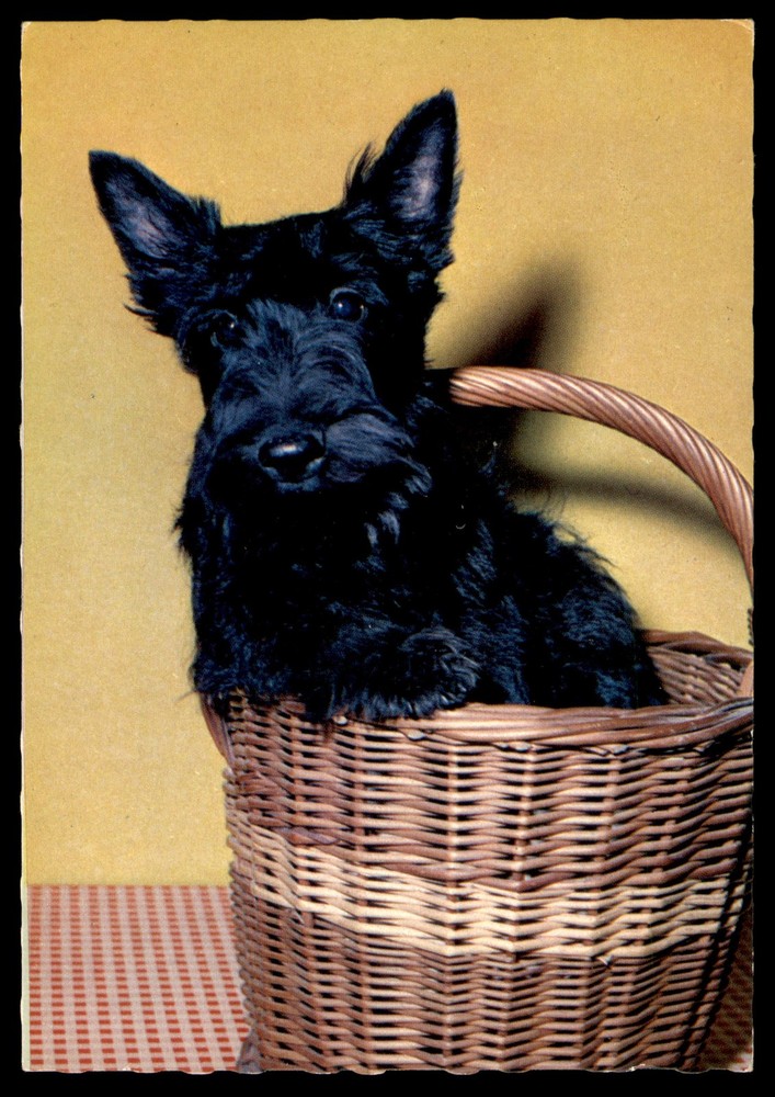Postcard Black Scottish Terrier In Wicker Basket