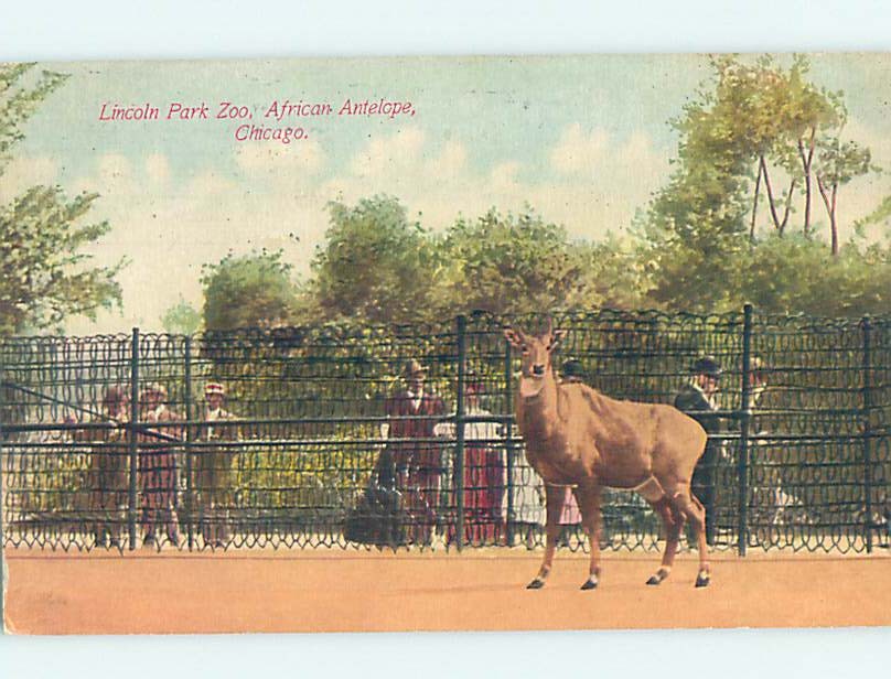 Divided-Back ZOO SCENE Chicago Illinois IL m/09 AG1966
