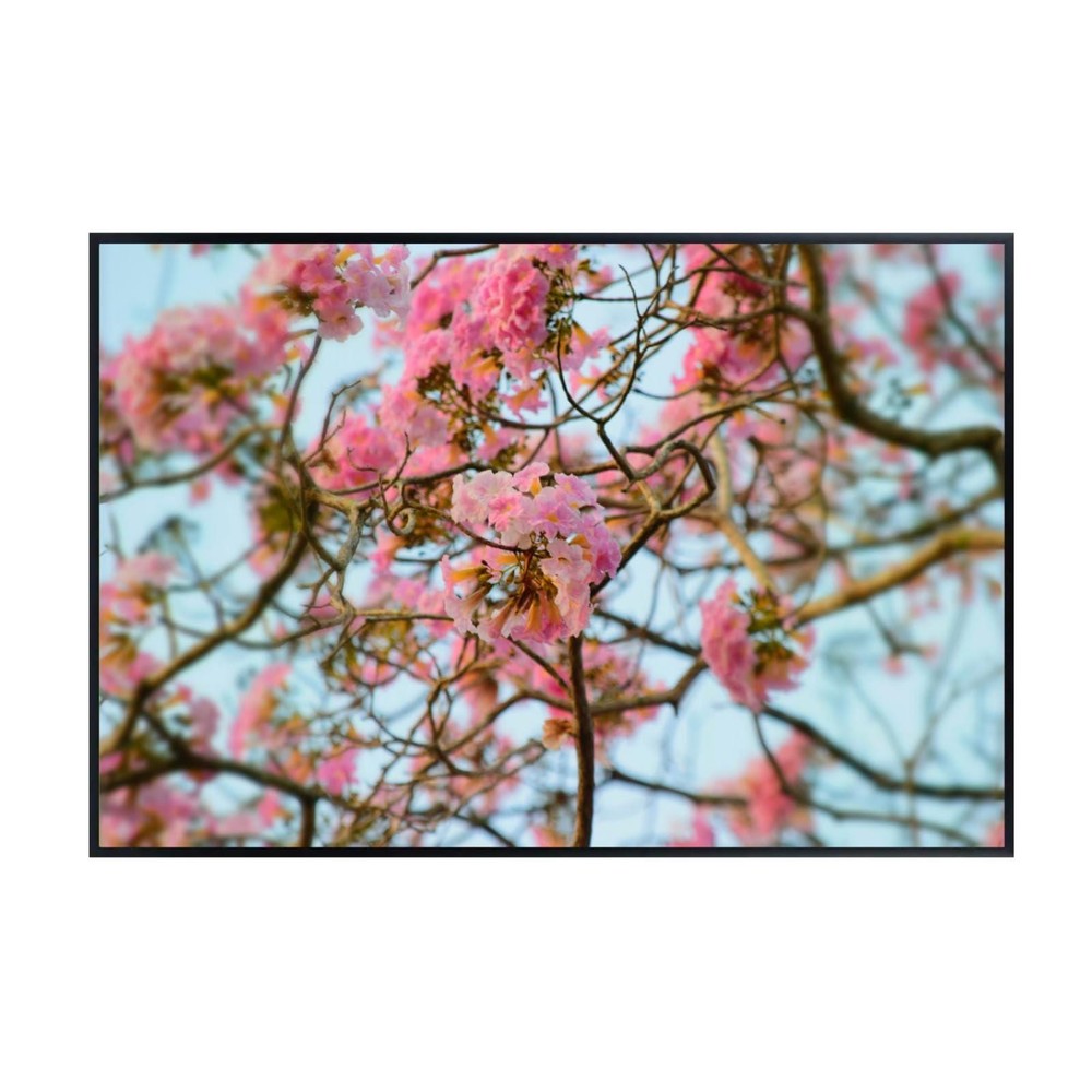 Tabebuia Rosea Botanical Wall Art Poster – Pink Floral Nature Decor