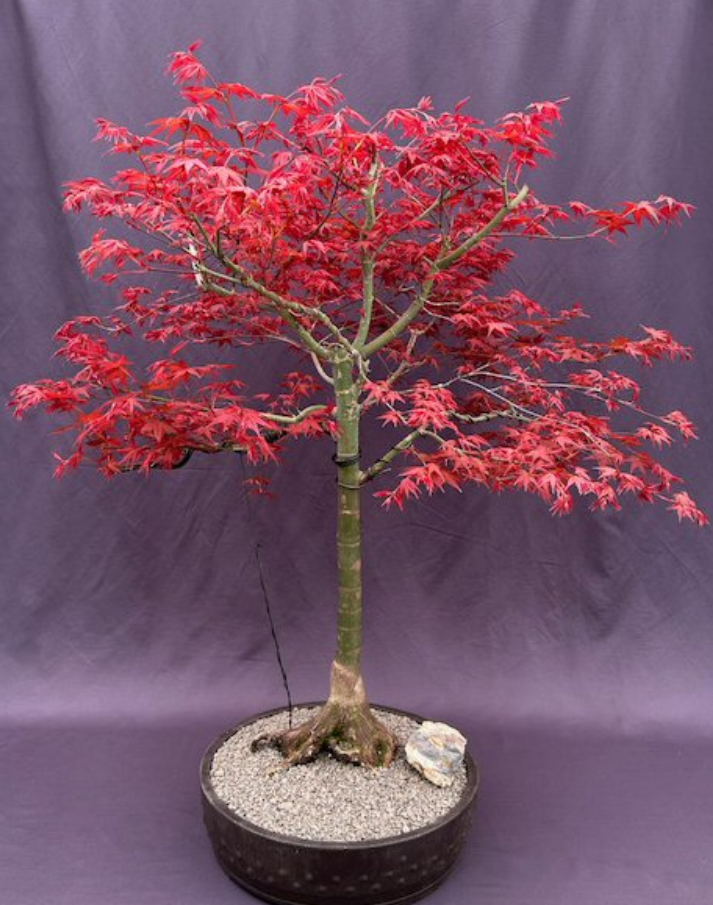 Japanese Red Maple Bonsai Tree Live Shindeshojo Outdoor Deciduous Plant 35