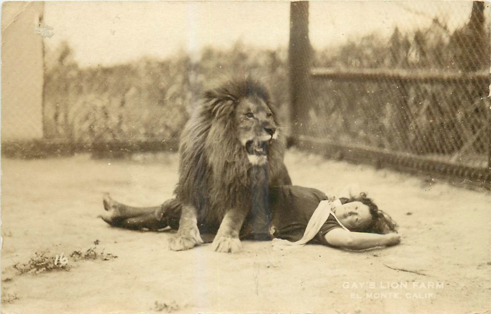 1930s El Monte California Gays Lion Farm occupation RPPC Postcard 26-1130