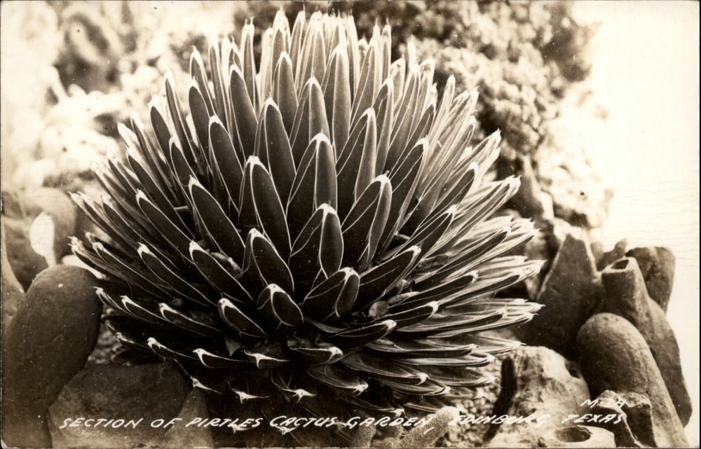 RPPC Edinburg Texas Pirtles Cactus Garden real photo unused postcard