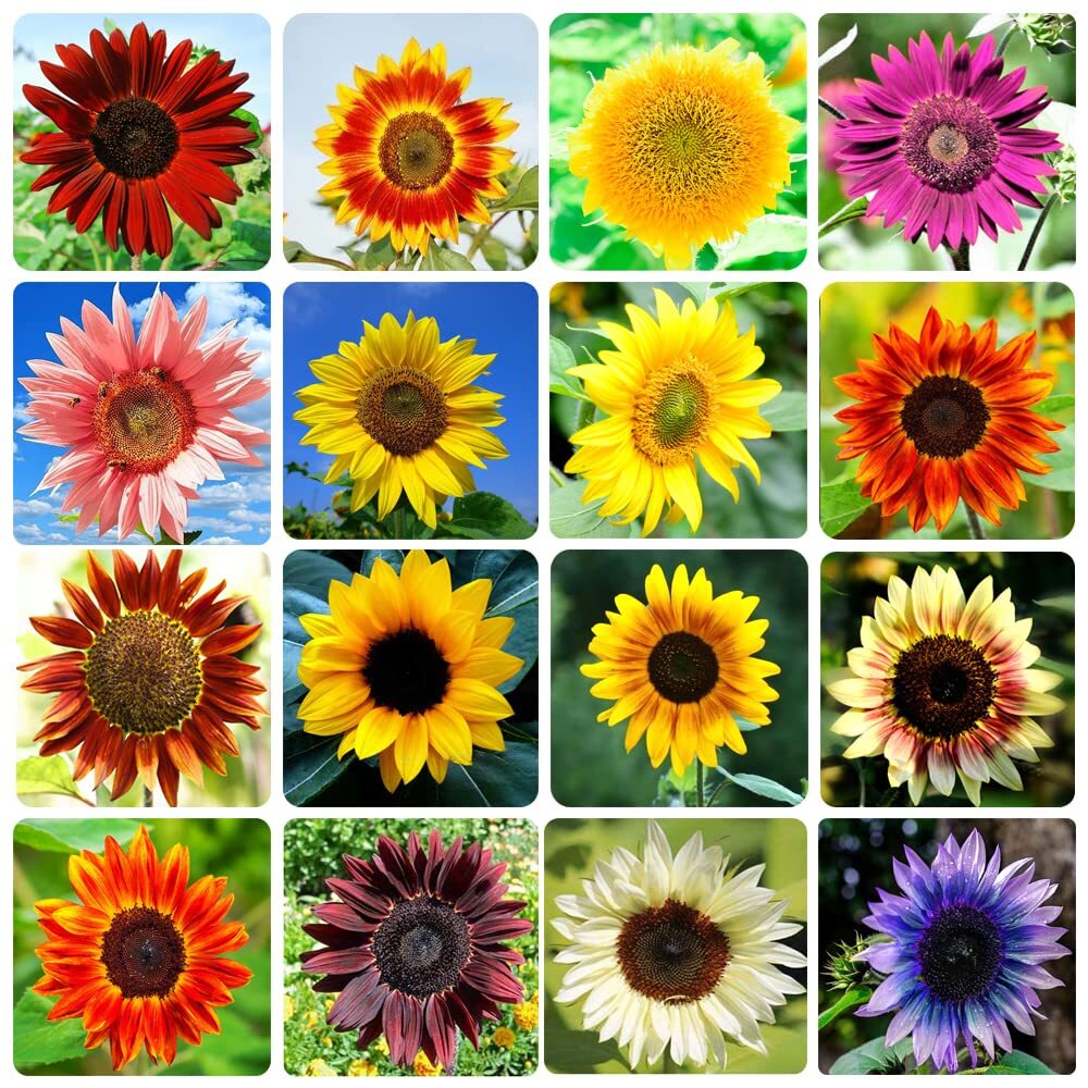 1000+ Sunflower Seeds for Planting Heirloom Non-GMO Bulk Package of 15 Varie