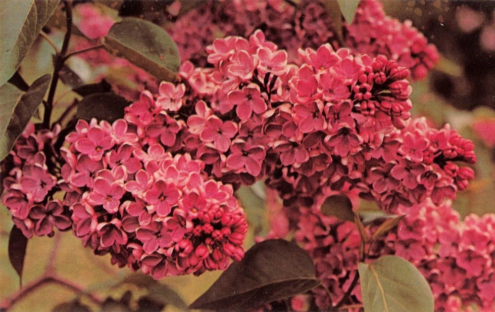 Lilac Bushes - Flowers - Highland Park - Rochester New York NY - Postcard