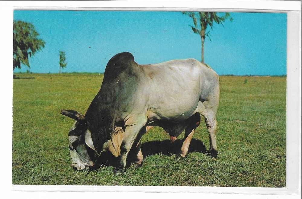 VTG Postcard Brahman Bull in Florida Pastures 1958