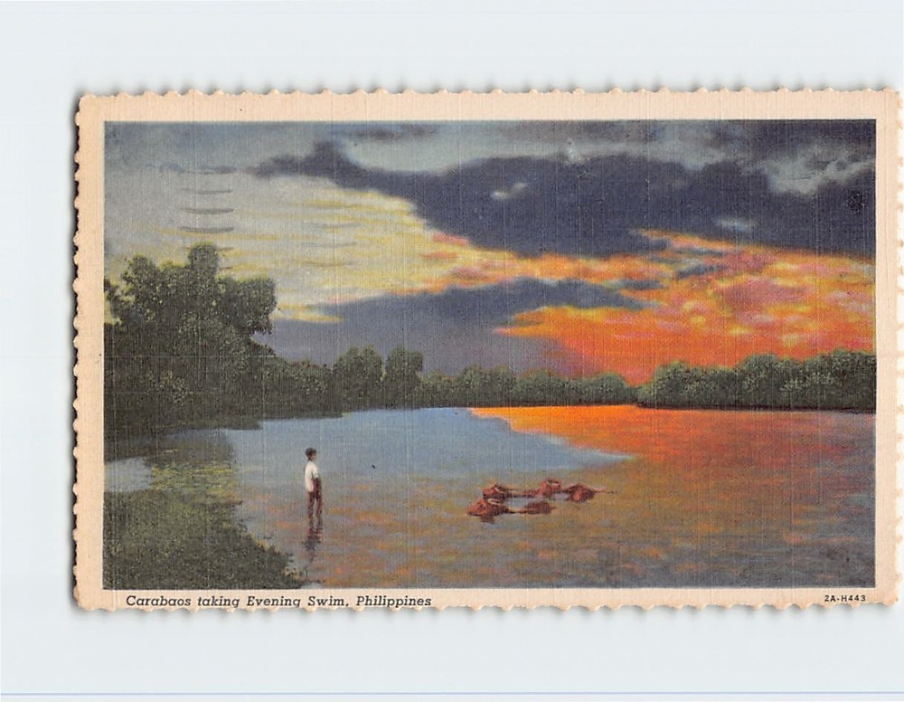 Postcard Carabaos taking Evening Swim Philippines