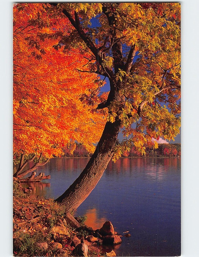 Postcard Autumn Lake Nature Scene