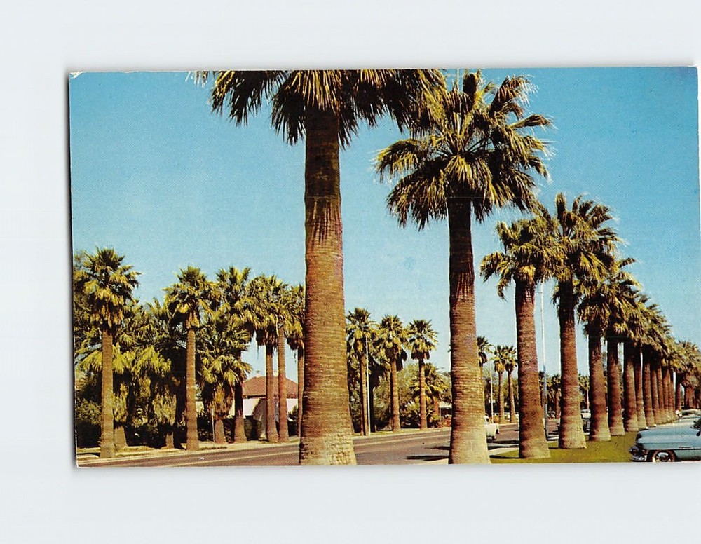 Postcard Palm-Lined Central Avenue Phoenix Arizona USA