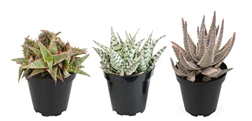 Live Aloe Plant Succulents (3 Pack), Succulents Plants Live in Potting Soil, ...