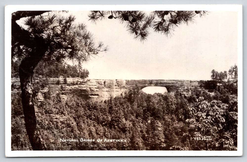 RPPC~Kentucky~State Park~Natural Bridge Rock Formation~Forest~1940s Postcard