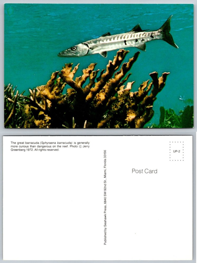 Vintage Barracuda Fish Underwater Coral Reef Postcard 1972 Miami Florida
