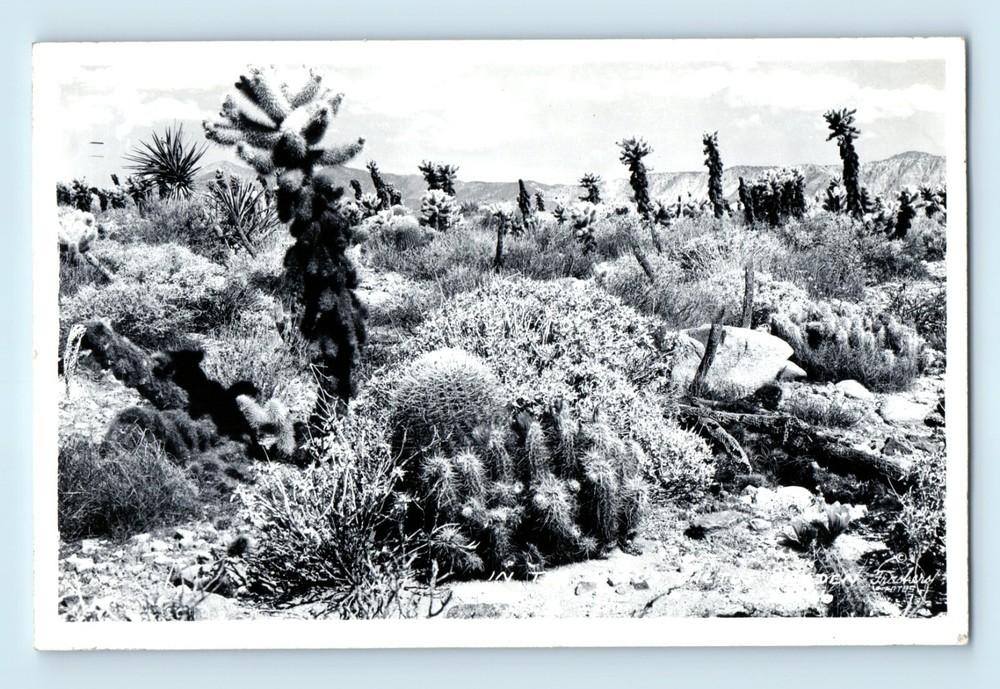 Vintage Devil's Cactus Garden Real Photo Postcard from Desert Center California RPPC C7