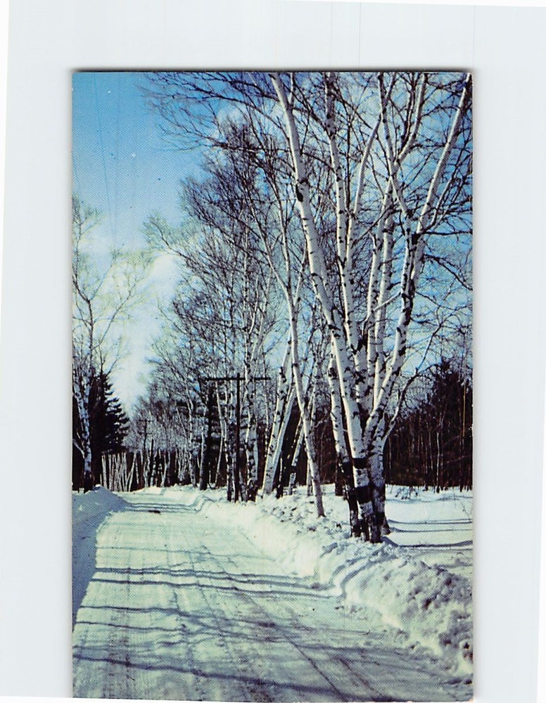 Postcard Ames Hill Birches Near Brattleboro Vermont USA