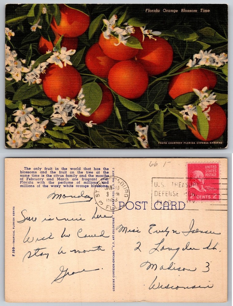 Vintage 1943 Florida Orange Blossom Linen Postcard St. Petersburg Posted