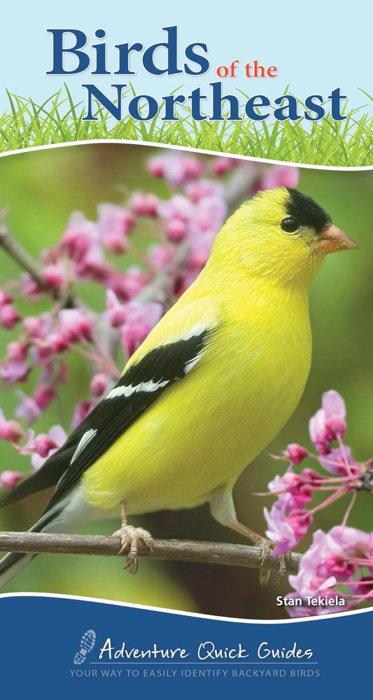 Birds of the Northeast: Your Way to Easily Identify Backyard Birds (Adventur...