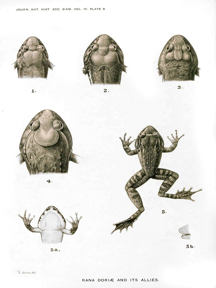 4053.Rana Doriae and its allies, frogs.POSTER.Home School Office art decor