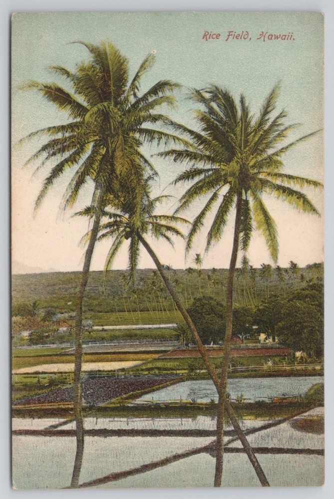 Vintage Hawaii Rice Field Postcard Honolulu Palm Trees H.F. Hill 1908