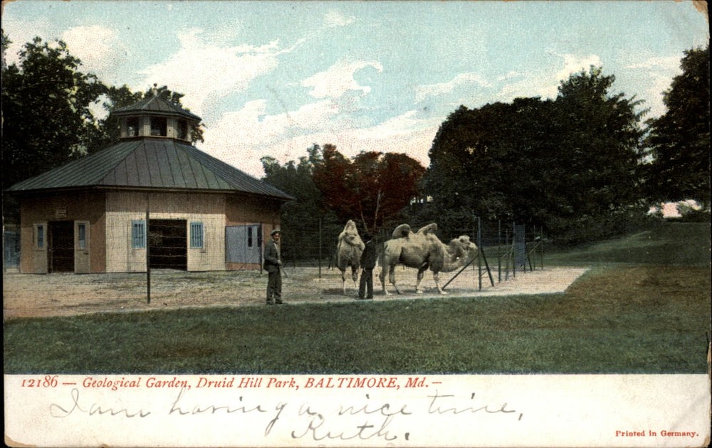 Baltimore Maryland ~ Druid Hill Park ~ Camels ~ UDB postcard mailed 1907
