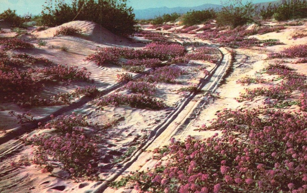 Postcard AZ Sand Verbenas Blooming on the Desert 1956 Chrome Vintage PC f4158