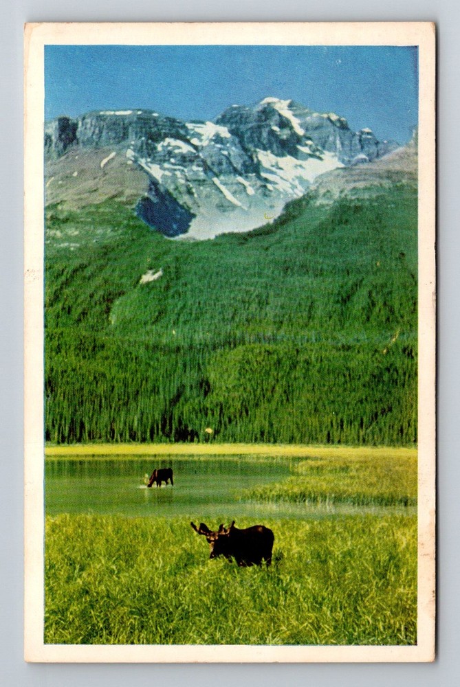 Canada- Animals- Moose- Scenic Mountain & Water View Postal Old Vintage Postcard