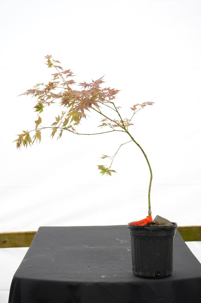 Acer palmatum 'Strawberry Delight’ Japanese Maple 1 gallon-image