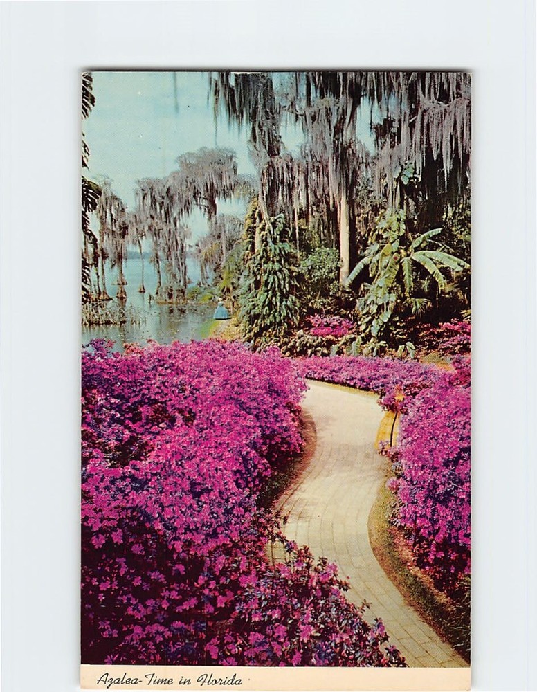 Postcard Down Azalea Lane At Florida's Cypress Gardens