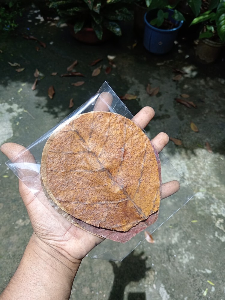 1000PCS Small Indian Almond Catappa Leaves for Betta Fish Shrimp Aquarium