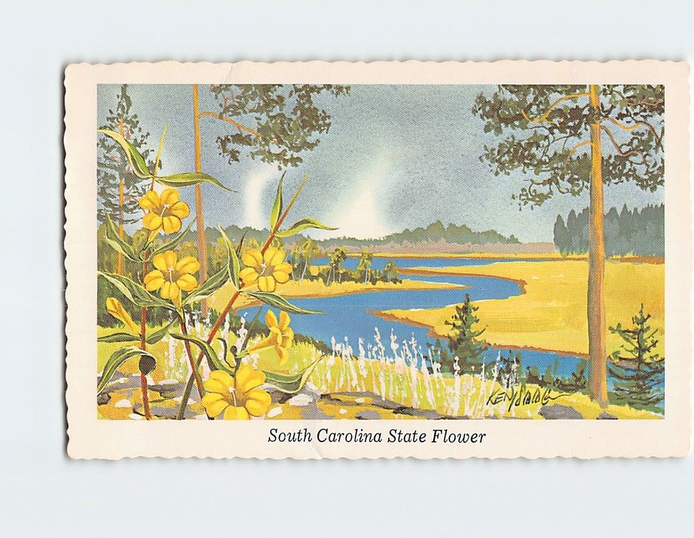 Postcard Yellow or Carolina Jessamine State Flower of South Carolina USA