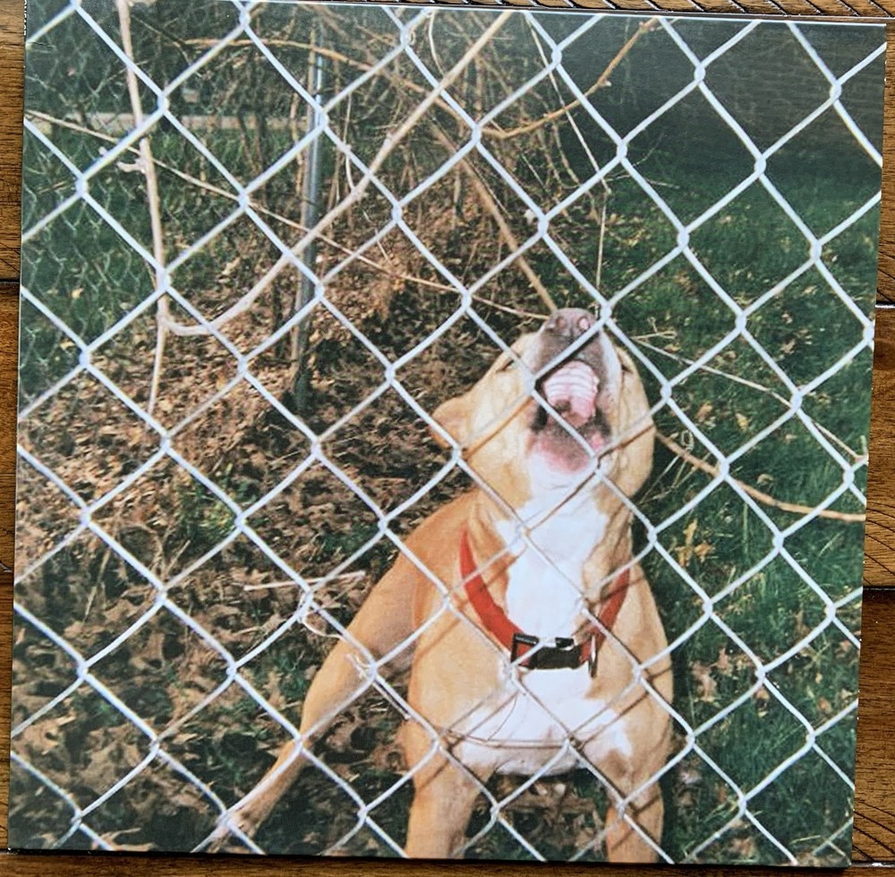 KNOCKED LOOSE – Pop Culture – Pre-Owned Vinyl LP in Excellent Condition!