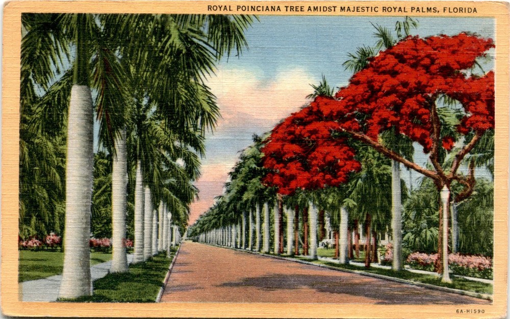 Florida, Royal Poinciana Tree, Royal Palms, United States, George Postcard