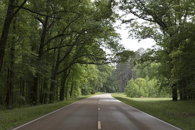 Photo:Natchez Mississippi Natchez Trace Parkway 2017 Tree-Lined Roadway