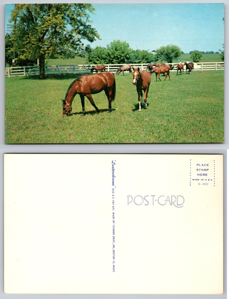 Grazing Horses Pasture Postcard