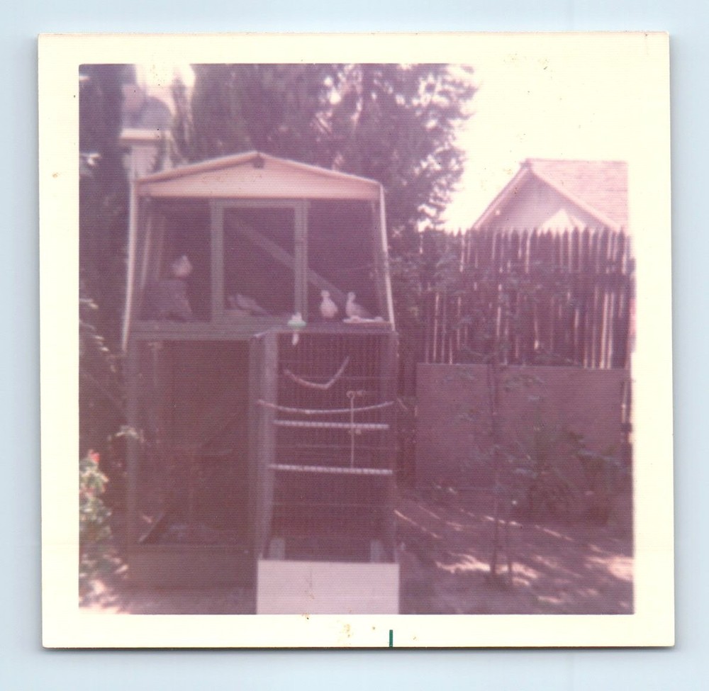 Old Vintage Square Color Photo BIRD CAGE IN BACKYARD SNAPSHOT PHOTOGRAPH