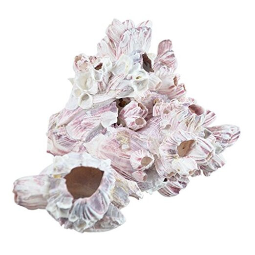 Small Barnacle Cluster Decor for Aquariums and Terrariums, 5-Piece Set