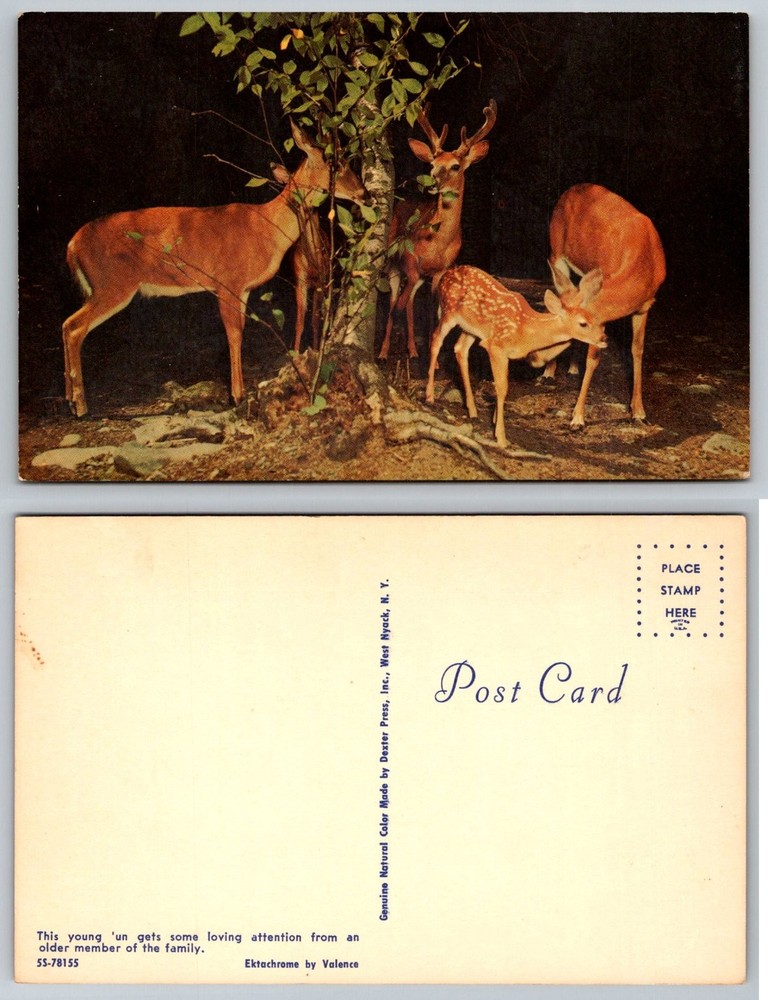 Vintage Deer Family Postcard - Buck Doe Fawn - Dexter Press Ektachrome