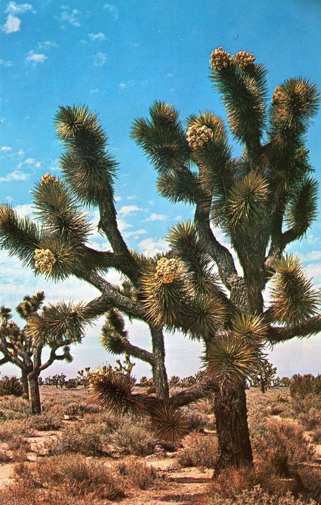 Joshua Tree Forest (Yucca brevifolia), California, UNP, VG -POSTCARD
