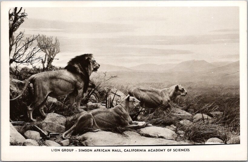 1940s CALIFORNIA ACADEMY OF SCIENCES San Francisco RPPC Postcard 