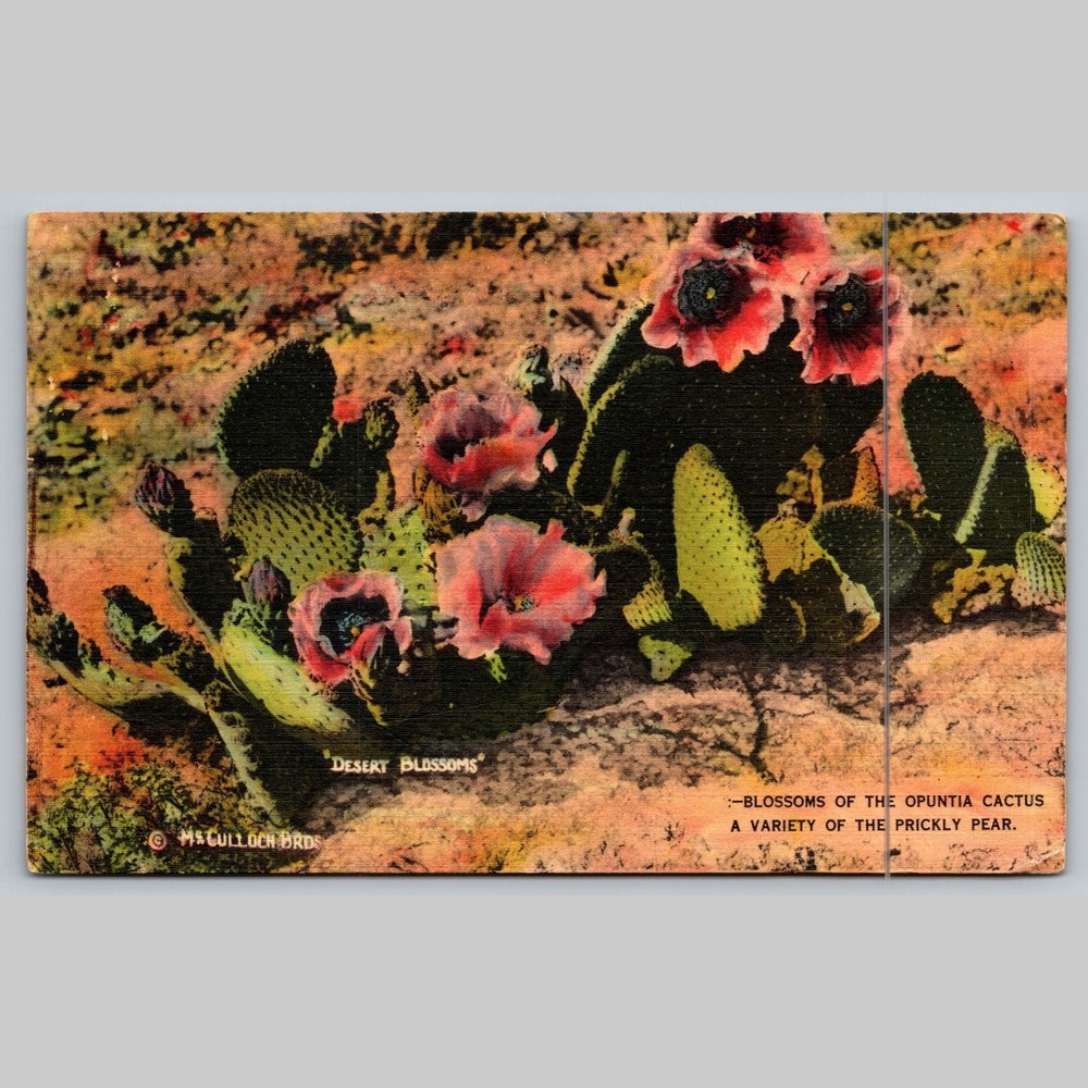 Postcard Blossoms of the Opuntia Cactus Prickly Pear Texas