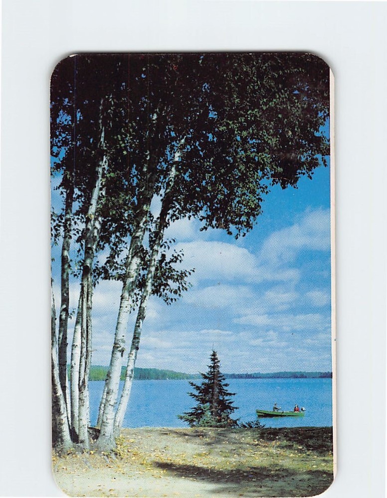Postcard Beautiful Birches Vacationland Scene USA