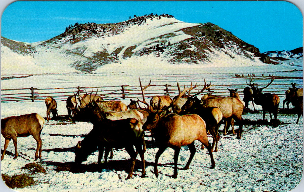 Vintage Postcard Jackson Hole Elk Herd Feeding Grounds Wyoming